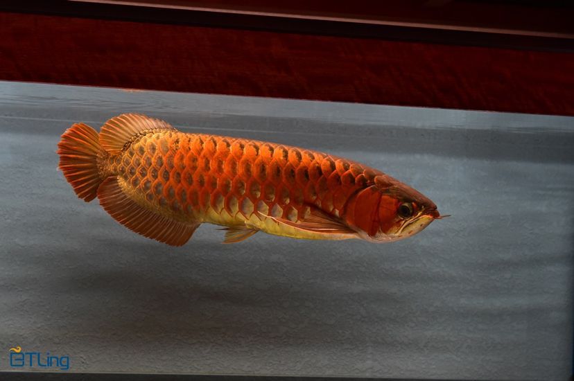 什么牌子魚缸好用又實(shí)惠又實(shí)惠又實(shí)惠的魚缸品牌排名，什么品牌魚缸品牌魚缸好用又實(shí)惠又實(shí)惠又實(shí)惠又實(shí)惠