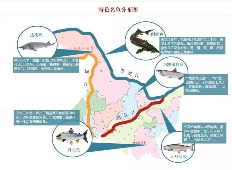 龍江河有什么魚 龍江河有什么魚 觀賞魚百科 第3張