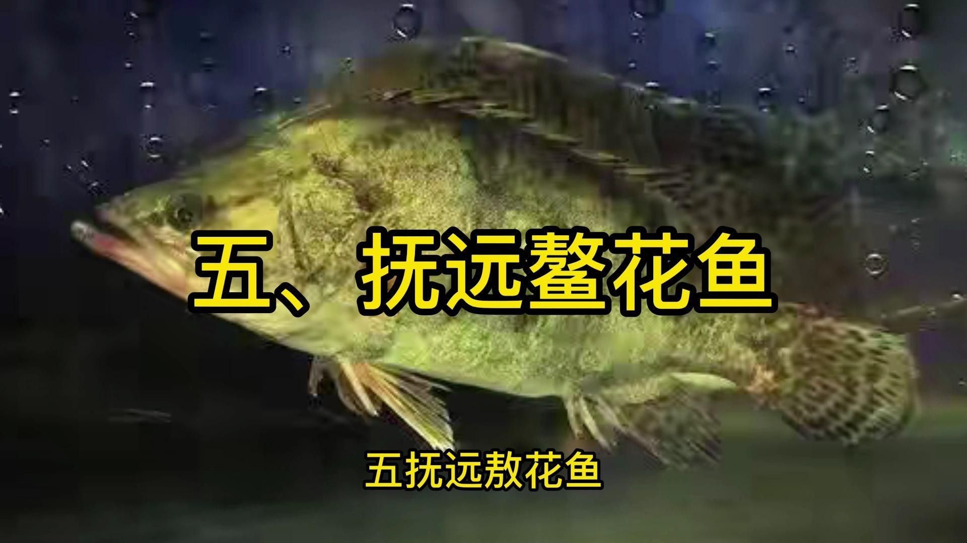 龍江河有什么魚 龍江河有什么魚 觀賞魚百科 第2張