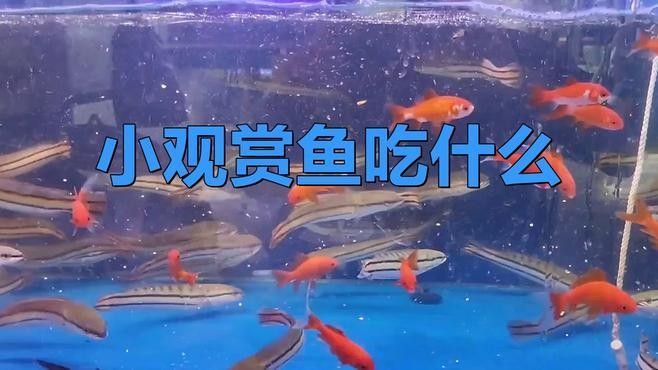 委內瑞拉紅勾丁魚最忌三種食物