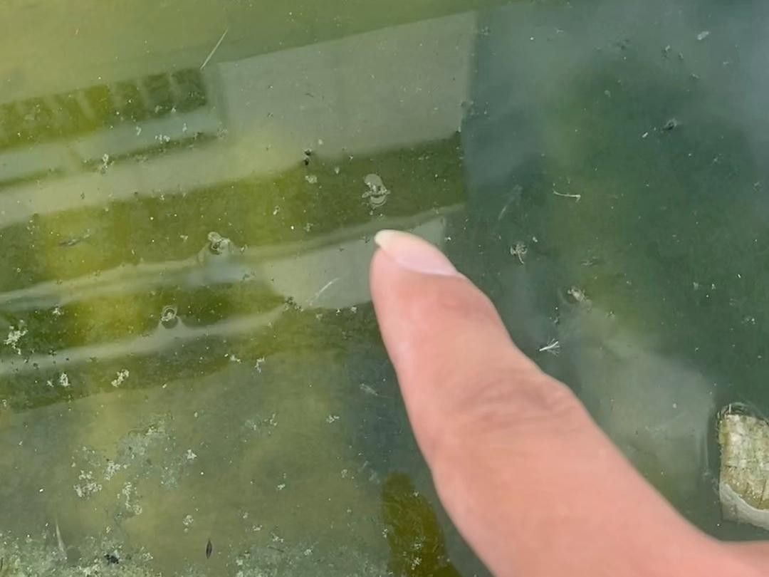 委內瑞拉紅勾丁魚最忌三種食物