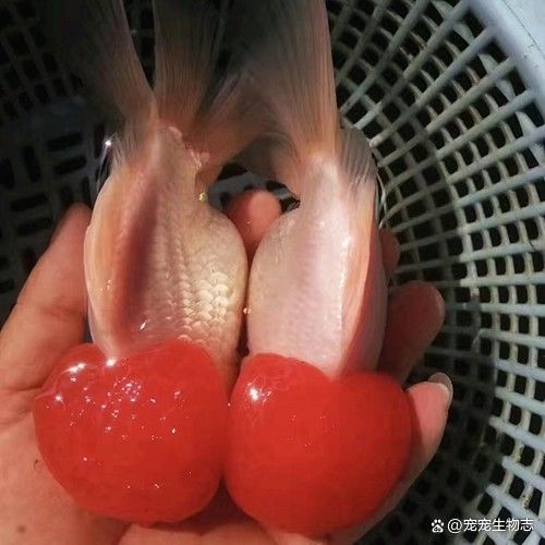 委內瑞拉紅勾丁魚最忌三種食物