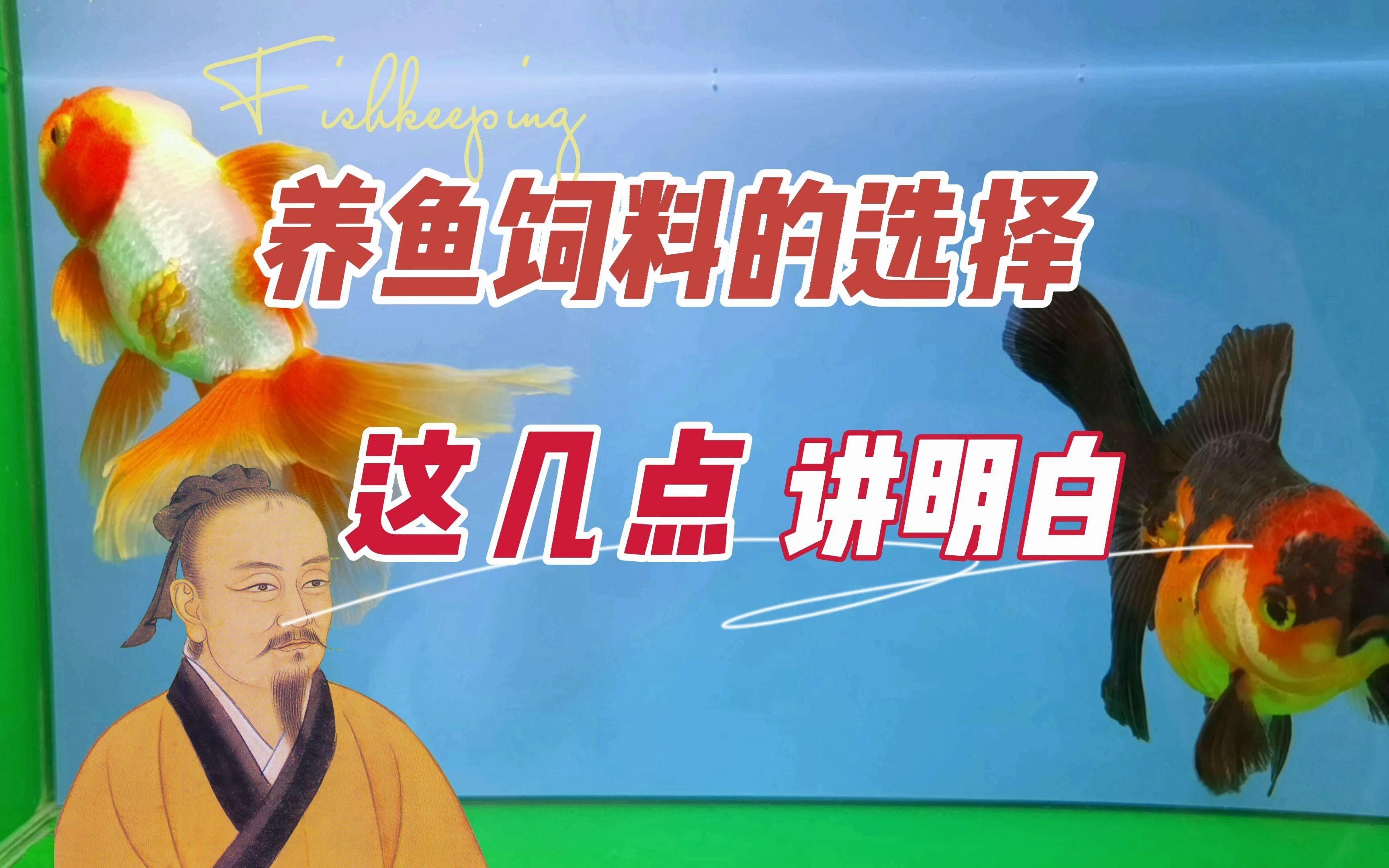 委內瑞拉紅勾丁魚最忌三種食物
