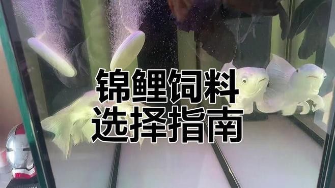 委內瑞拉紅勾丁魚最忌三種食物