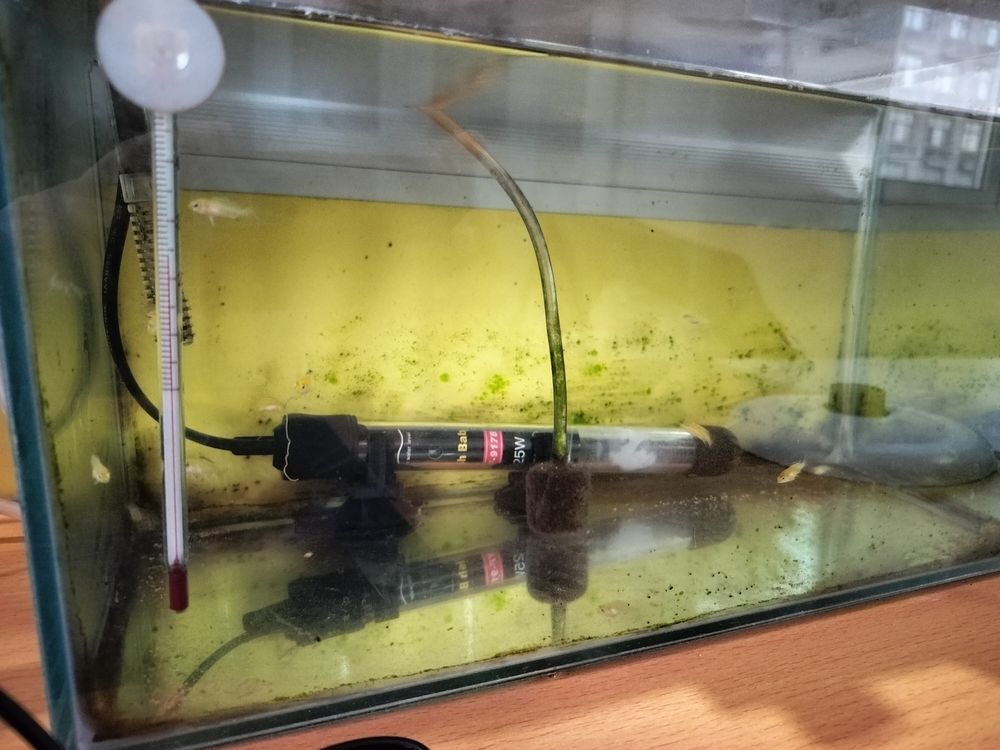 小魚苗一天天長大