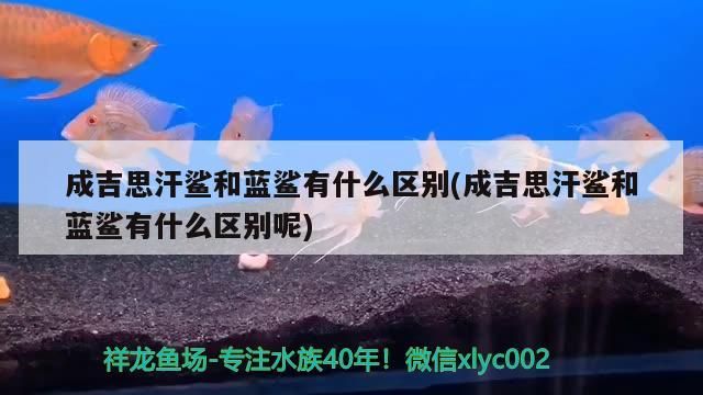 成吉思汗鯊和藍(lán)鯊有什么區(qū)別(成吉思汗鯊和藍(lán)鯊有什么區(qū)別呢)