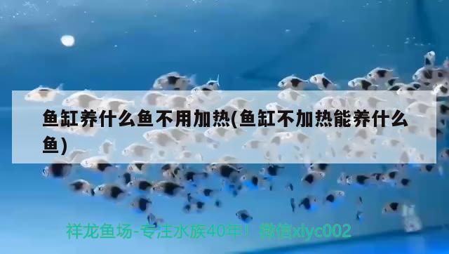 魚缸養(yǎng)什么魚不用加熱(魚缸不加熱能養(yǎng)什么魚) 魚缸養(yǎng)什么魚不用加熱(魚缸不加熱能養(yǎng)什么魚) 觀賞魚百科