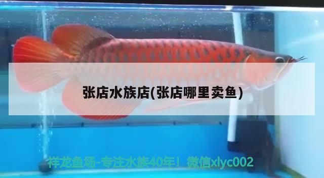 淄博龍魚水族店:淄博地區與龍魚相關的店鋪推薦 觀賞魚百科 第3張 淄博龍魚水族店:淄博地區與龍魚相關的店鋪推薦 淄博龍魚水族店:淄博地區與龍魚相關的店鋪推薦 觀賞魚百科 第3張