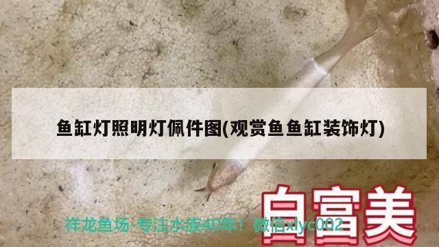 淄博龍魚水族店:淄博地區與龍魚相關的店鋪推薦 觀賞魚百科 第4張 淄博龍魚水族店:淄博地區與龍魚相關的店鋪推薦 淄博龍魚水族店:淄博地區與龍魚相關的店鋪推薦 觀賞魚百科 第4張
