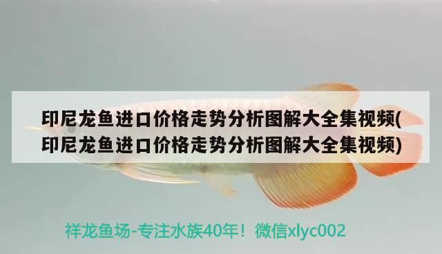 印尼龍魚進(jìn)口價(jià)格走勢分析圖解大全集視頻(印尼龍魚進(jìn)口價(jià)格走勢分析圖解大全集視頻)
