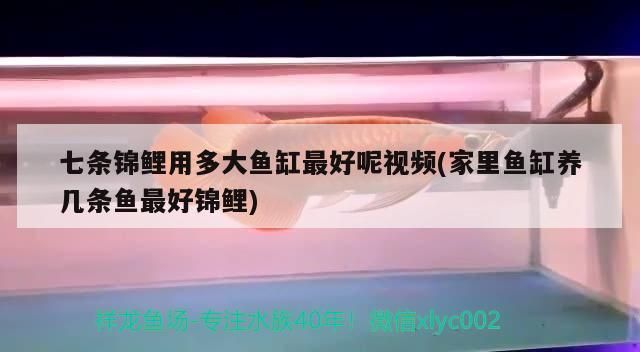 銀龍魚是哪里的魚種（銀龍魚是哪里的魚種啊）
