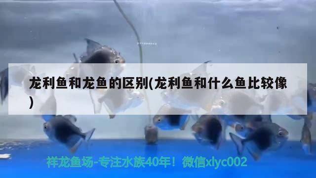 龍利魚和龍魚的區別(龍利魚和什么魚比較像)