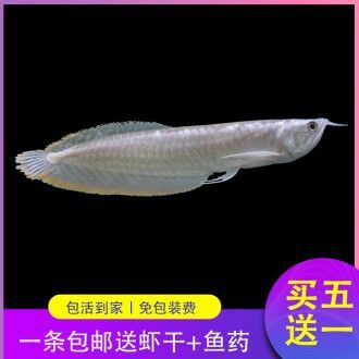銀龍魚苗，養殖銀龍魚苗需要注意的幾個方面