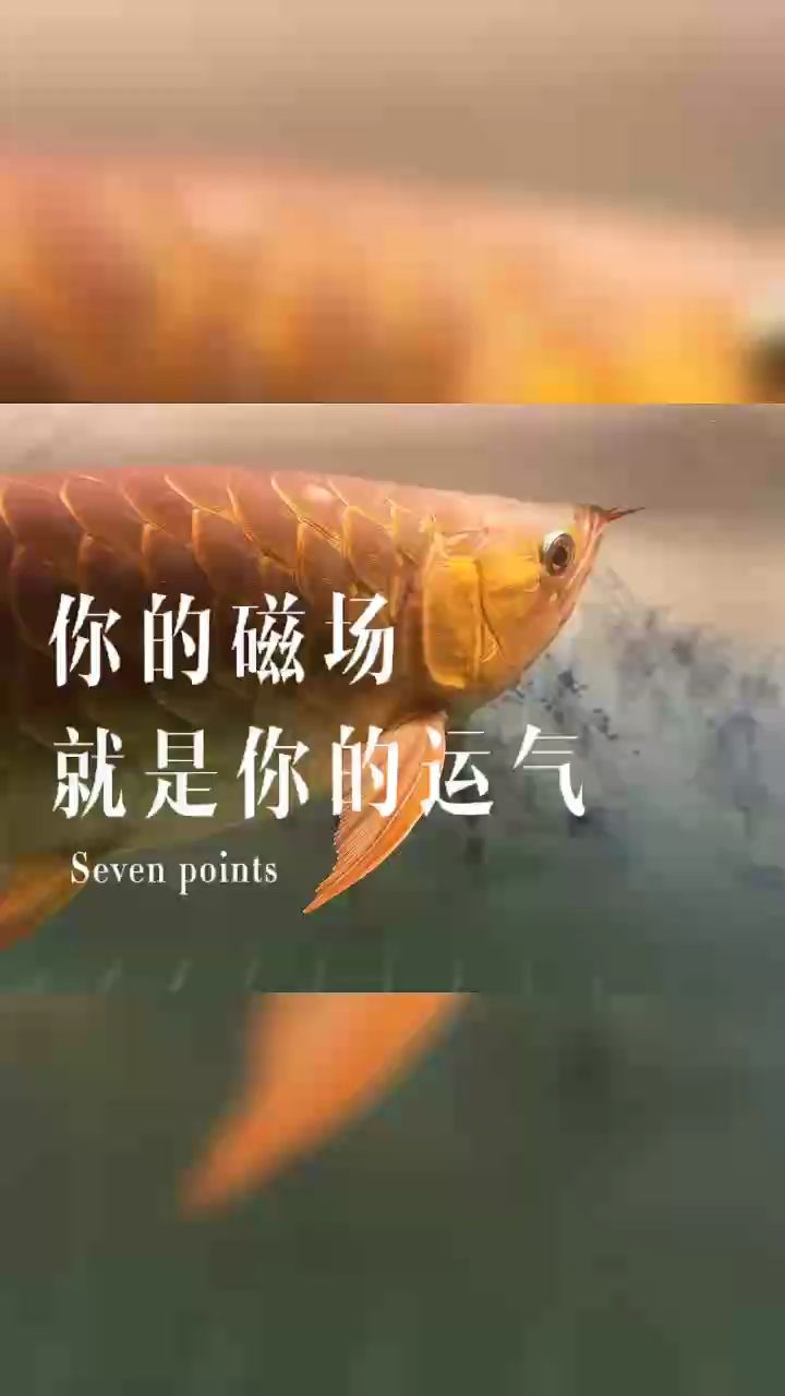 魚缸過濾器選購指南:自制魚缸過濾器魚缸上置過濾器對于養魚愛好者的必備知識 魚還是那魚 龍魚論壇 魚還是那魚 魚還是那魚 龍魚論壇