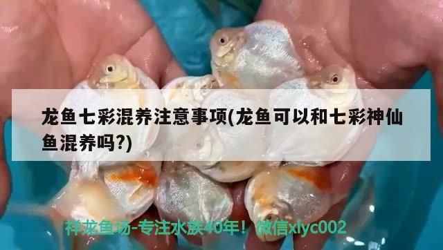 龍魚七彩混養注意事項(龍魚可以和七彩神仙魚混養嗎?) 龍魚七彩混養注意事項(龍魚可以和七彩神仙魚混養嗎?) 觀賞魚百科