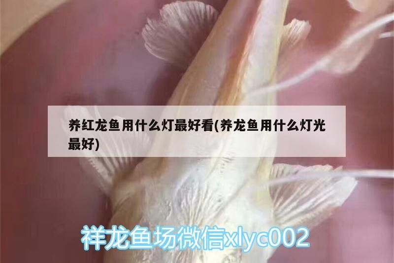 養紅龍魚用什么燈最好看(養龍魚用什么燈光最好) 養紅龍魚用什么燈最好看(養龍魚用什么燈光最好) 觀賞魚百科
