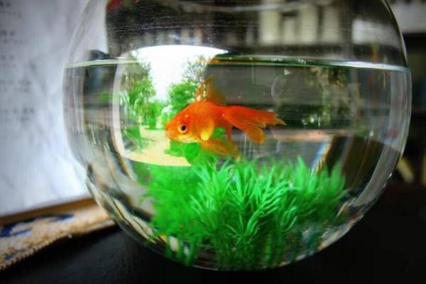 昆明哪里買魚缸和水草好的（昆明水族魚缸批發市場）