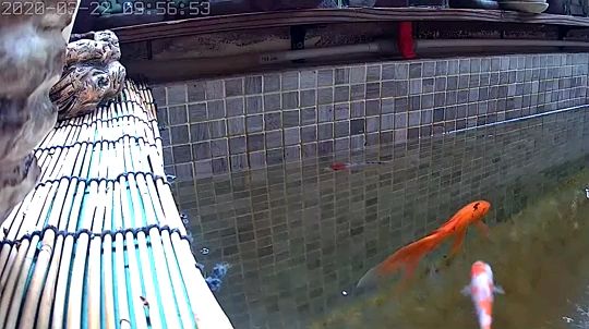 新加坡半號(hào)紅龍魚多少錢一條，紅龍魚金龍魚哪個(gè)貴，新加坡半號(hào)紅龍魚多少錢一條