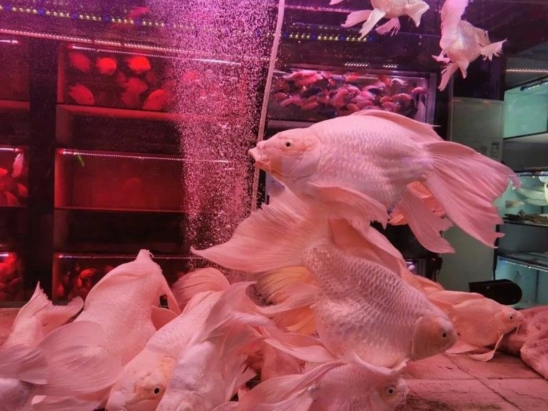 房山賣魚的地方 房山賣魚的地方 觀賞魚百科 第3張