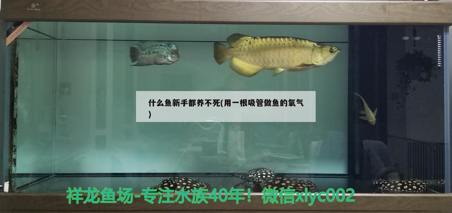 什么魚(yú)新手都養(yǎng)不死(用一根吸管做魚(yú)的氧氣) 什么魚(yú)新手都養(yǎng)不死(用一根吸管做魚(yú)的氧氣) 觀賞魚(yú)百科