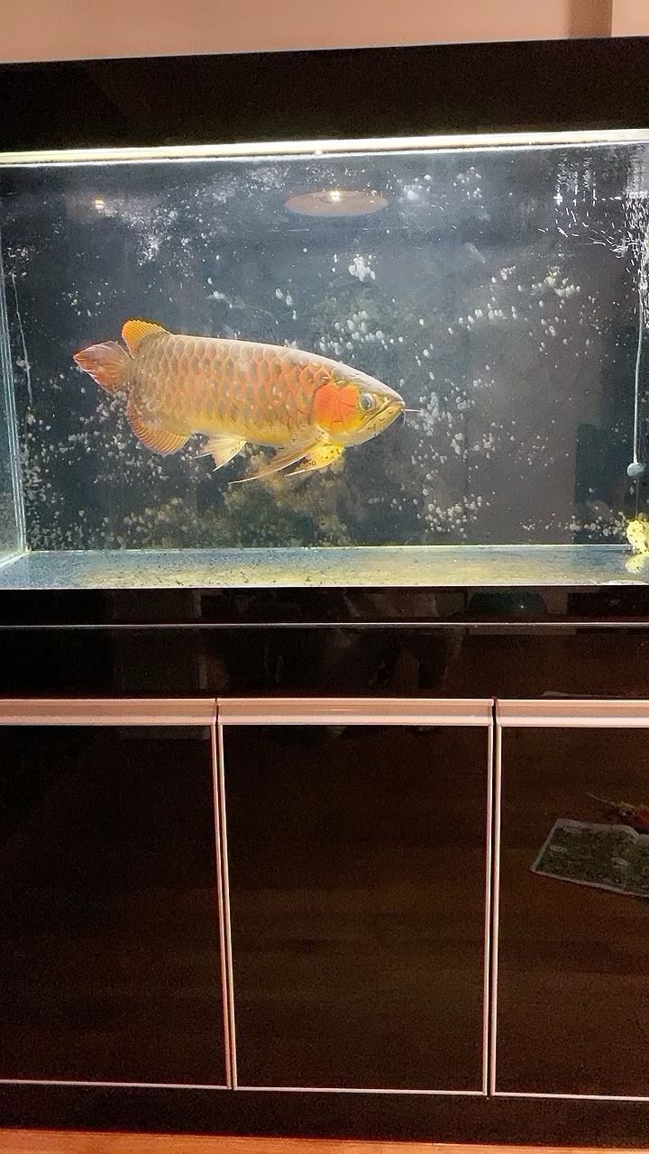 龍魚是不是很難養(yǎng)的（龍魚很難養(yǎng)嗎）