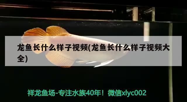 龍魚長什么樣子視頻(龍魚長什么樣子視頻大全)