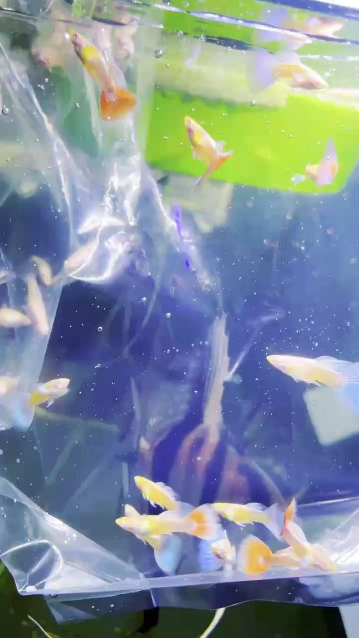 藍(lán)白歐翼孔雀魚(yú)