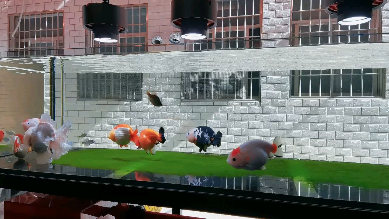 休身養魚
