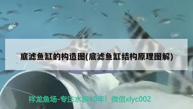 底濾魚缸的構造圖(底濾魚缸結構原理圖解)