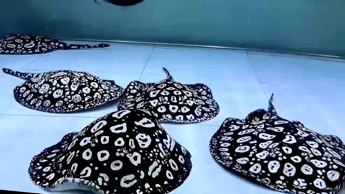 先是一眼心動(dòng) 越看越喜歡 果然純血的才是最美的