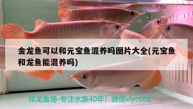 金龍魚可以和元寶魚混養(yǎng)嗎圖片大全(元寶魚和龍魚能混養(yǎng)嗎) 金龍魚可以和元寶魚混養(yǎng)嗎圖片大全(元寶魚和龍魚能混養(yǎng)嗎) 觀賞魚百科
