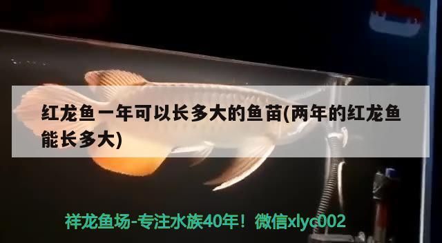 紅龍魚一年可以長(zhǎng)多大的魚苗(兩年的紅龍魚能長(zhǎng)多大)