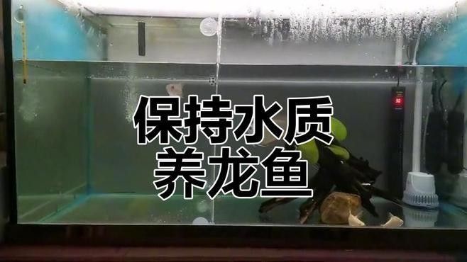 海南龍魚