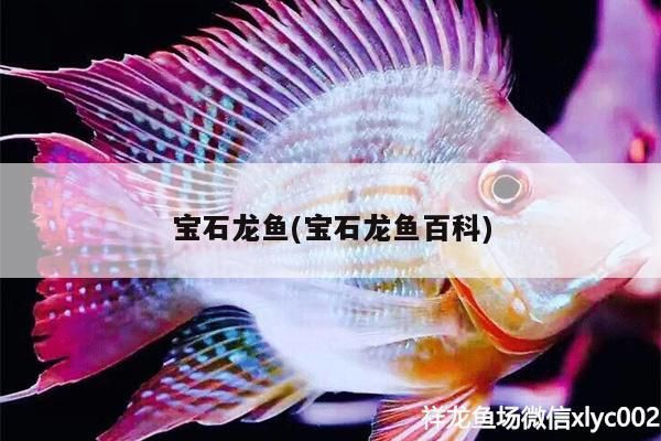 寶石龍魚(寶石龍魚百科)