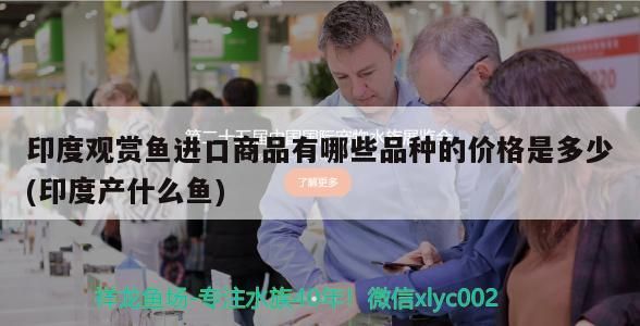 印度觀賞魚進口商品有哪些品種的價格是多少(印度產什么魚)