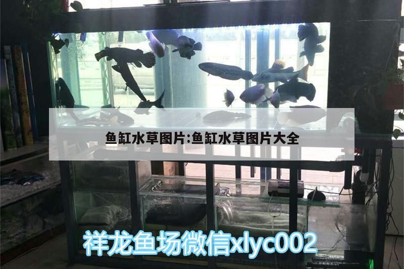 魚缸水草圖片:魚缸水草圖片大全