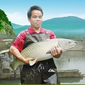 官垌魚介紹 官垌魚介紹 觀賞魚百科 第4張