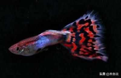 斑馬狗頭魚多少錢一條：斑馬狗頭魚價格和飼養(yǎng)注意事項(xiàng)斑馬狗頭魚的價格和飼養(yǎng)注意事項(xiàng)