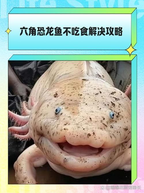 六角龍魚照片 六角龍魚照片 觀賞魚百科 第4張