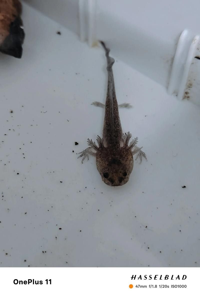 六角龍魚照片 六角龍魚照片 觀賞魚百科 第6張