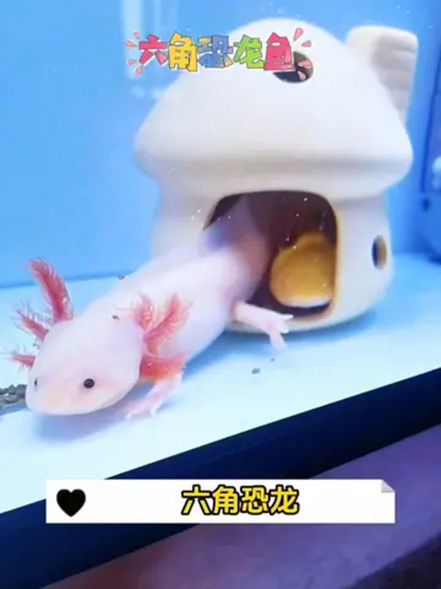 六角龍魚照片 六角龍魚照片 觀賞魚百科 第14張