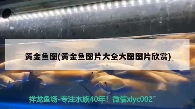 黃金魚圖(黃金魚圖片大全大圖圖片欣賞)