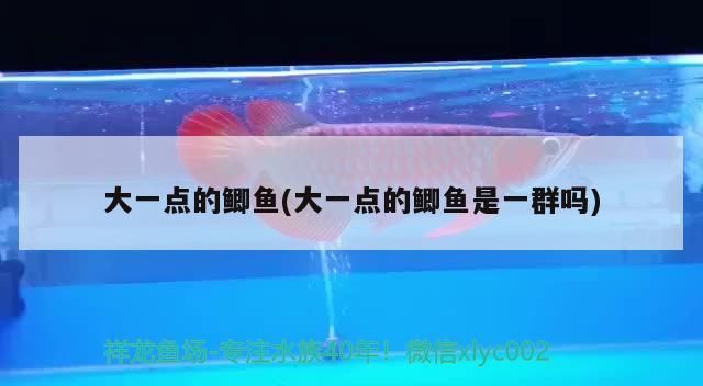 大一點的鯽魚(大一點的鯽魚是一群嗎) 大一點的鯽魚(大一點的鯽魚是一群嗎) 觀賞魚百科