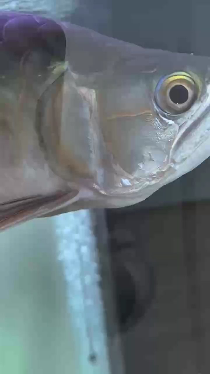 龍魚大佬救命！！！他這是怎么了 龍魚大佬救命！！！他這是怎么了 龍魚論壇