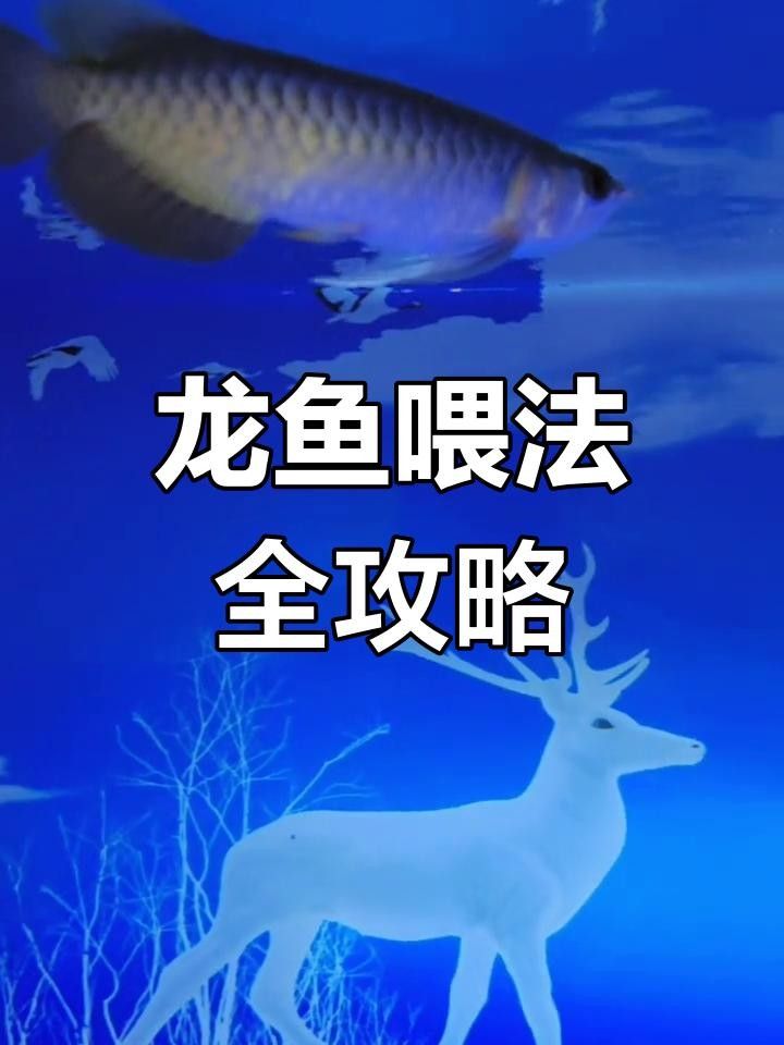 龍魚吃泥鰍好還是小魚好