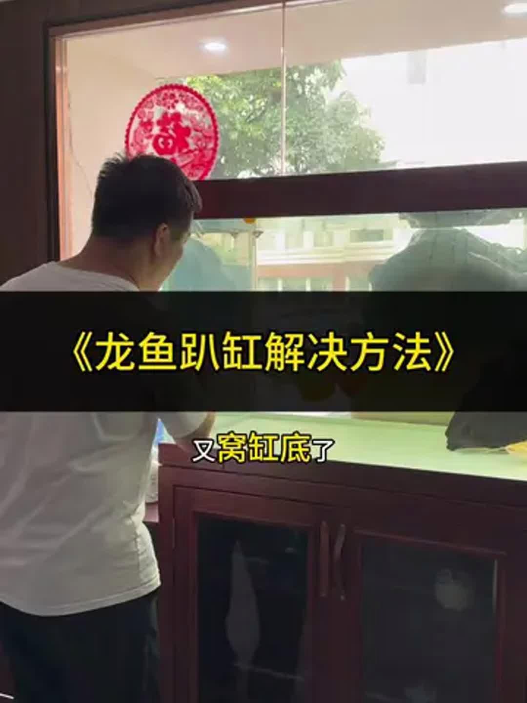 如何改善龍魚趴缸的問題？