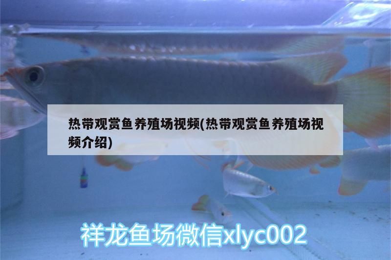 熱帶觀賞魚養殖場視頻(熱帶觀賞魚養殖場視頻介紹)