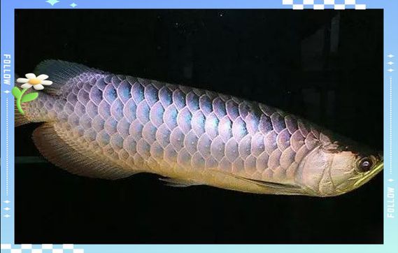 龍魚鱗片白點圖片大全 龍魚百科 第5張 龍魚鱗片白點圖片大全 龍魚鱗片白點圖片大全 龍魚百科 第5張
