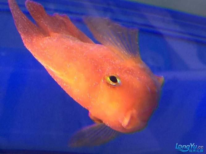 龍魚鱗片白點圖片大全 龍魚百科 第12張 龍魚鱗片白點圖片大全 龍魚鱗片白點圖片大全 龍魚百科 第12張