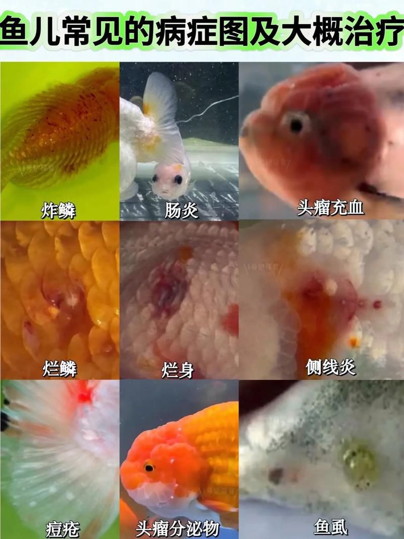 龍魚鱗片白點圖片大全 龍魚百科 第22張 龍魚鱗片白點圖片大全 龍魚鱗片白點圖片大全 龍魚百科 第22張